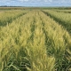 Ponsford Wheat, Baker Seed Company, RAGT, New Spring Release 2024, Spring Wheat