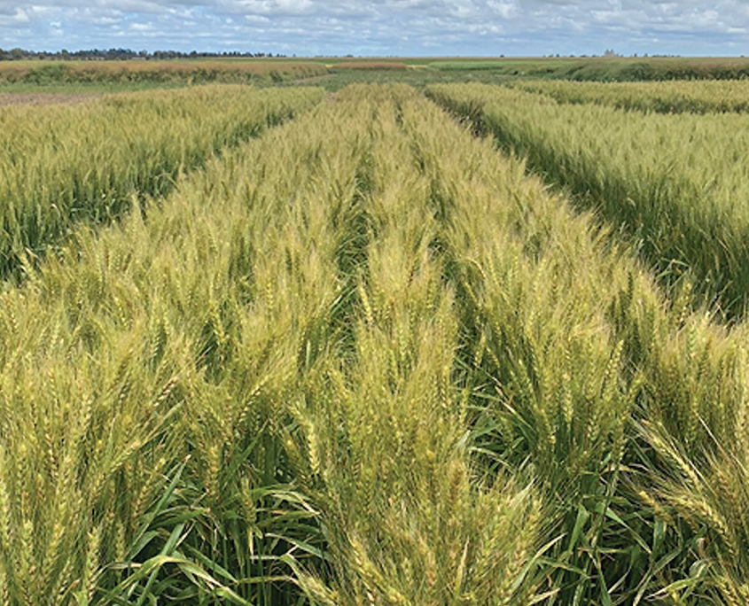 Ponsford Wheat, Baker Seed Company, RAGT, New Spring Release 2024, Spring Wheat