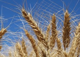 Shotgun Wheat, Baker Seed Company, AGT, New Spring Release 2024, Spring Wheat