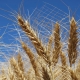 Shotgun Wheat, Baker Seed Company, AGT, New Spring Release 2024, Spring Wheat