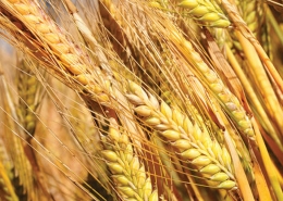 Spinnaker Barley, Baker Seed Company, Seednet, New Spring Release 2024, Barley