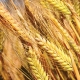 Spinnaker Barley, Baker Seed Company, Seednet, New Spring Release 2024, Barley