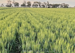 Tracer Wheat, Baker Seed Company, Longreach, Pacific Seeds, New Spring Release 2024, Spring Wheat