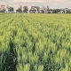 Tracer Wheat, Baker Seed Company, Longreach, Pacific Seeds, New Spring Release 2024, Spring Wheat