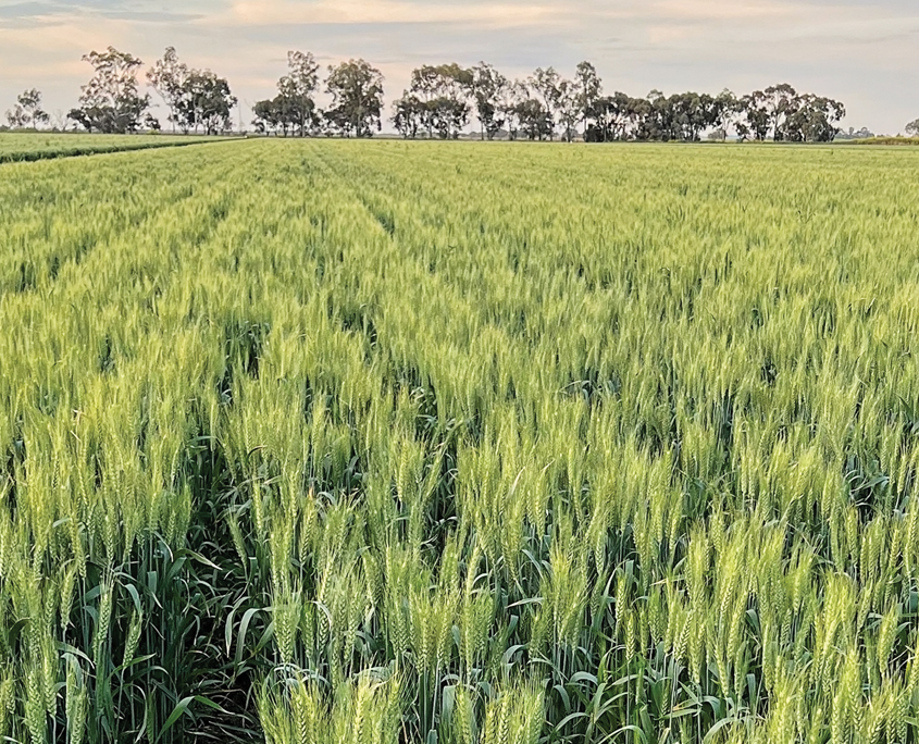 Tracer Wheat, Baker Seed Company, Longreach, Pacific Seeds, New Spring Release 2024, Spring Wheat