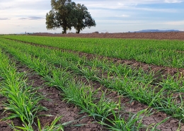 Baker Seed Co., Severn Wheat