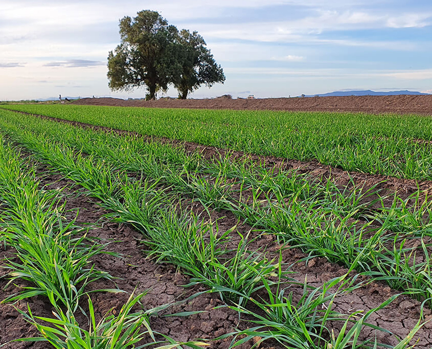 Baker Seed Co., Severn Wheat