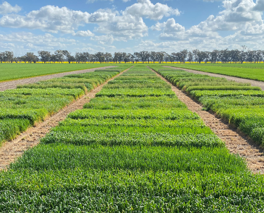 Cereal variety trial plots at Baker Seed Co. Rutherglen 2025